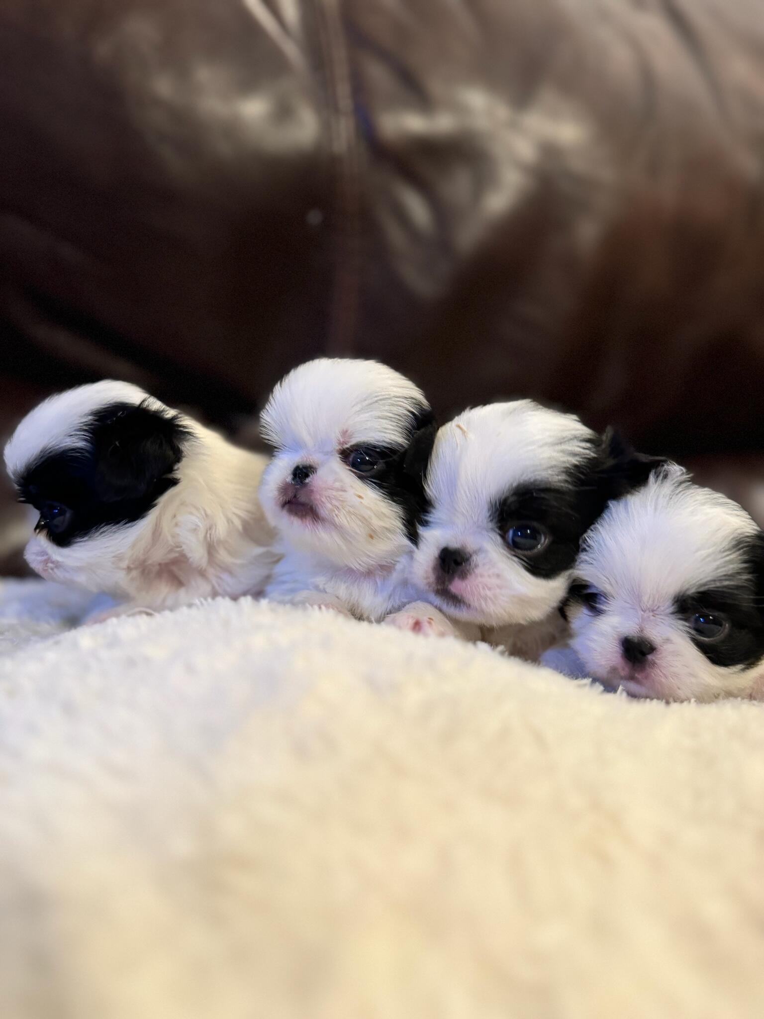 Japanese Chin Puppies Ready For Their Forever Homes For In Rapid