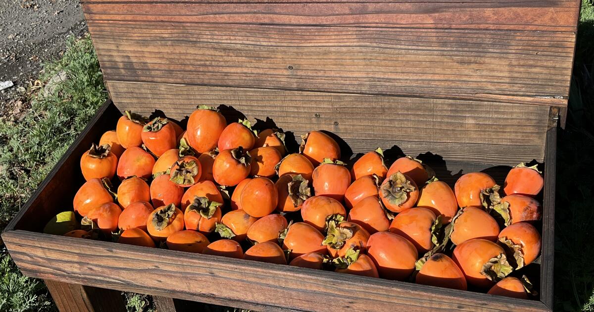 Free Organic Hachiya Persimmons Pick Up Anytime West Side Of Town Of