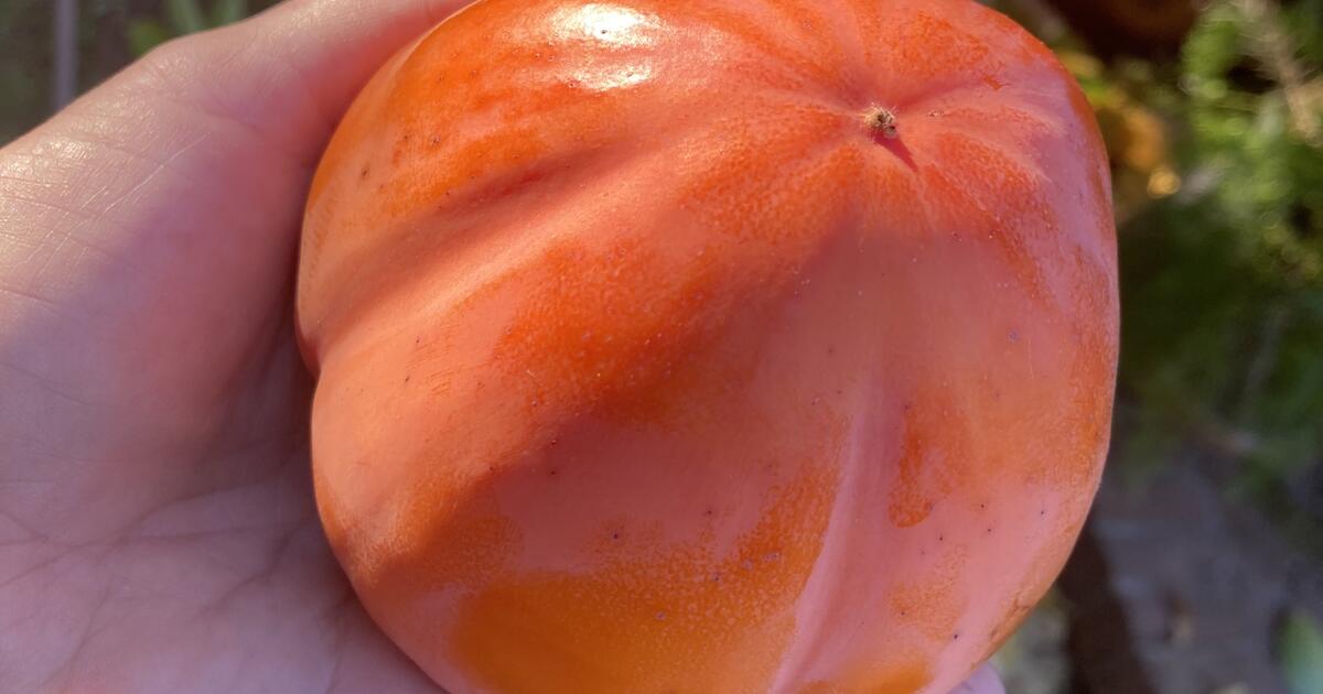 Organic Hachiya Persimmons FOR SALE In Sacramento CA For Sale Free