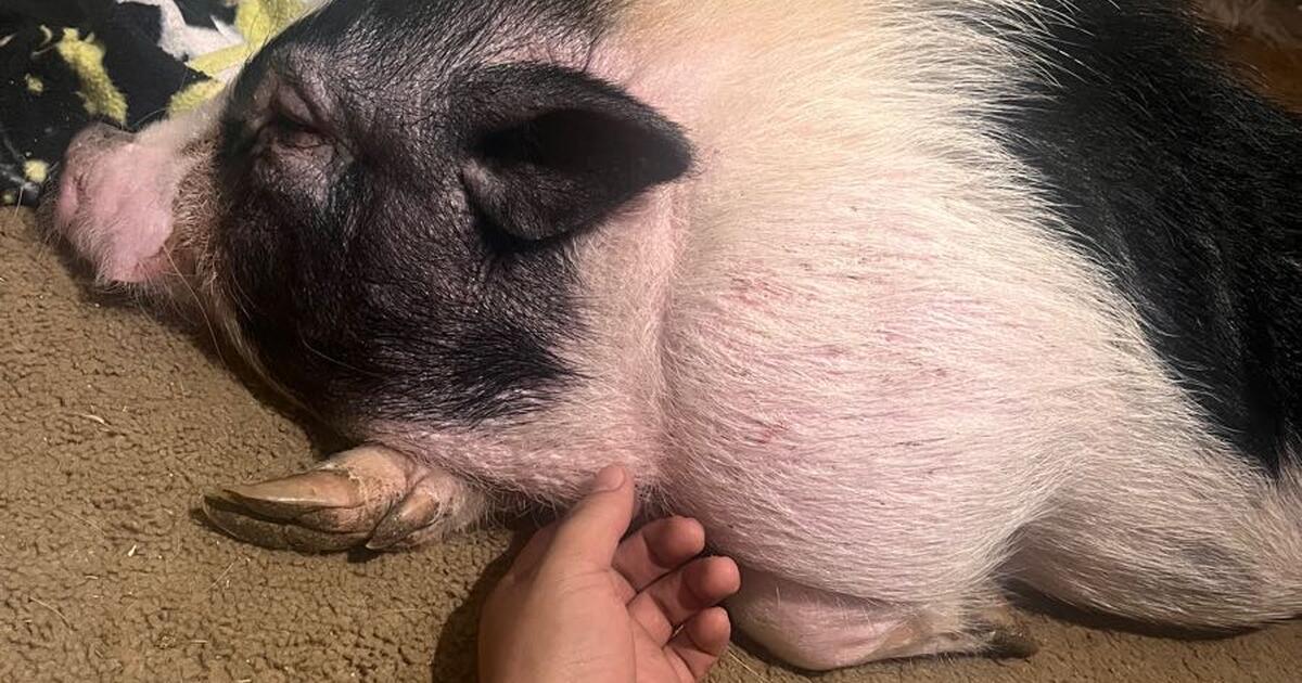 Rehoming Piggies For Free In Corpus Christi TX Finds Nextdoor