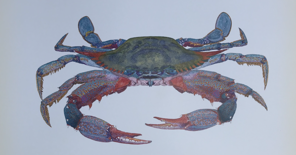 Chesapeake Bay Blue Crab For In Norfolk Va For Sale Free