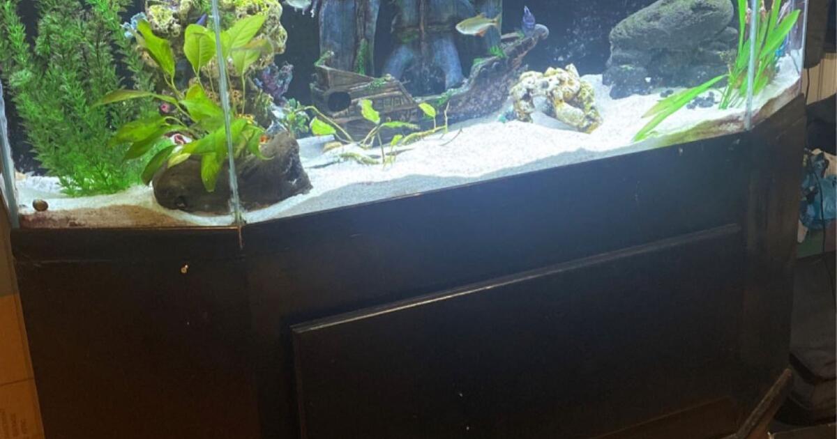 55 Gallons Fish Tank For 250 In Duluth GA Finds Nextdoor