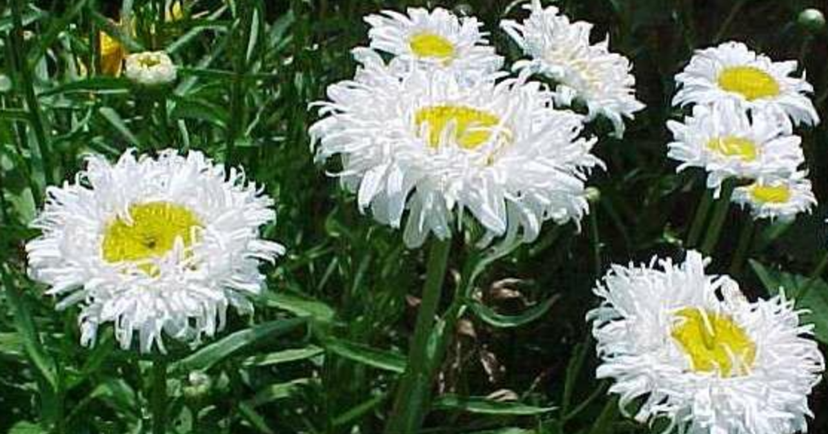 Free Perennial Divides Leucanthemum Superbum Crazy Daisy For Free