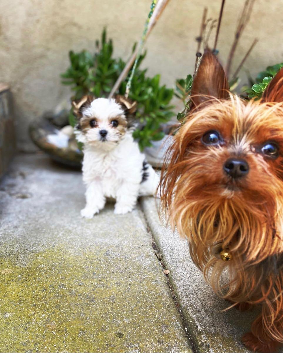 Finest city dog store training