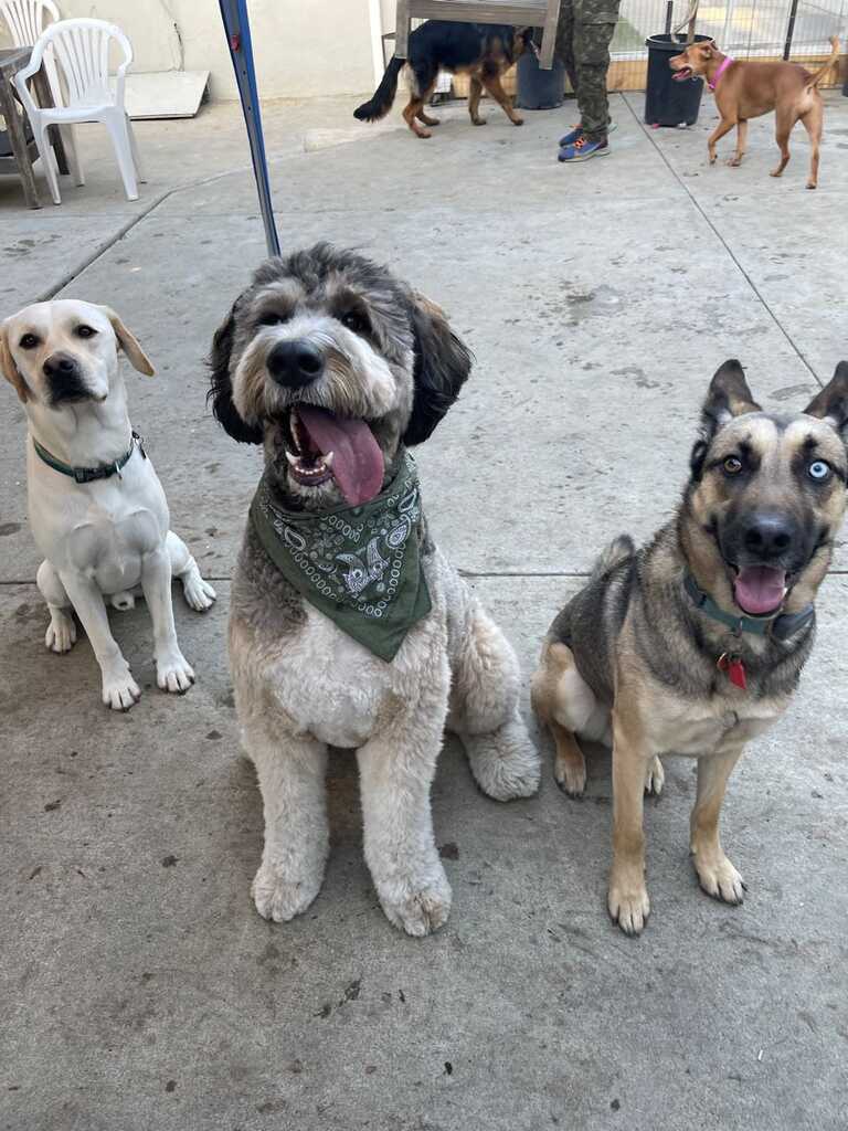 Happy heart pet care 2025