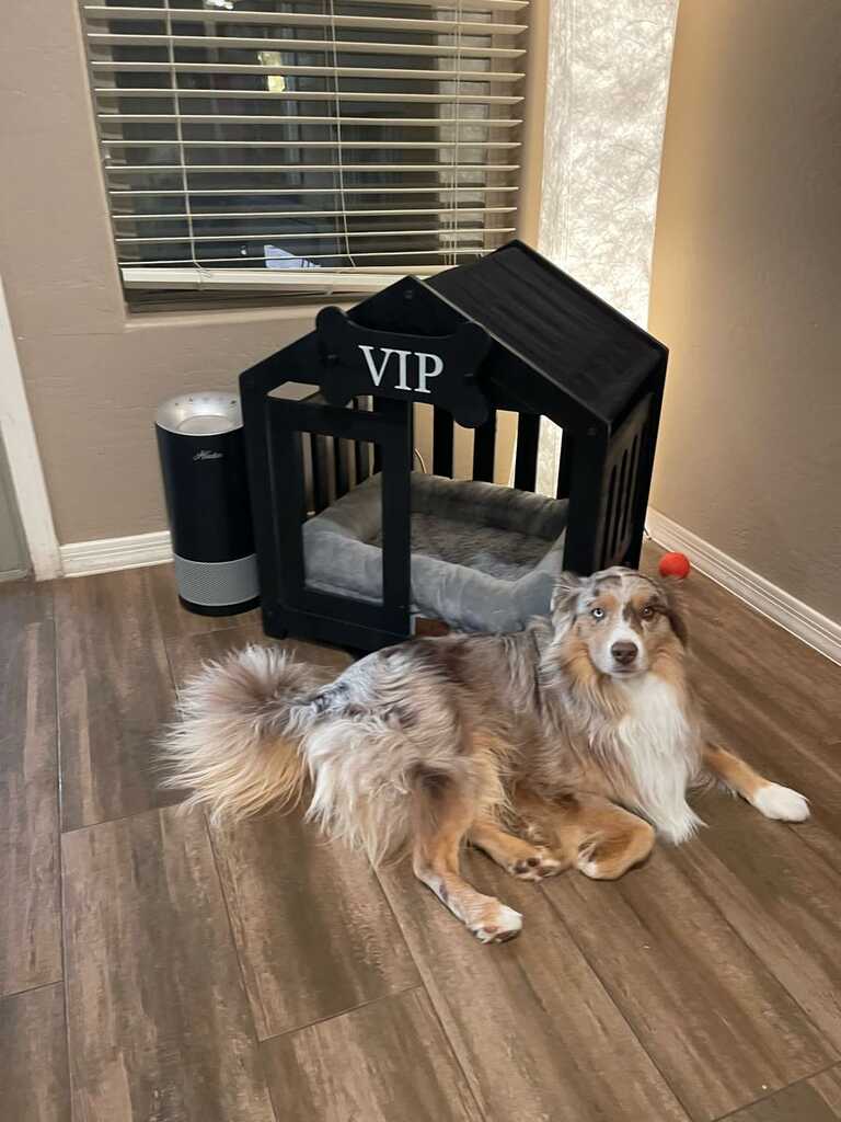 Premier dog deals boarding