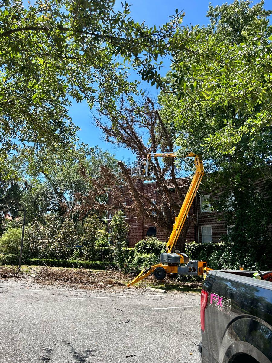 Bushor's Tree Surgeons - Jacksonville, FL - Nextdoor