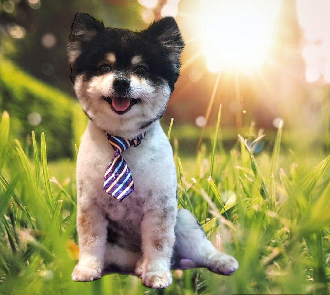 O's Pawfect Grooming Rochester, MN Nextdoor