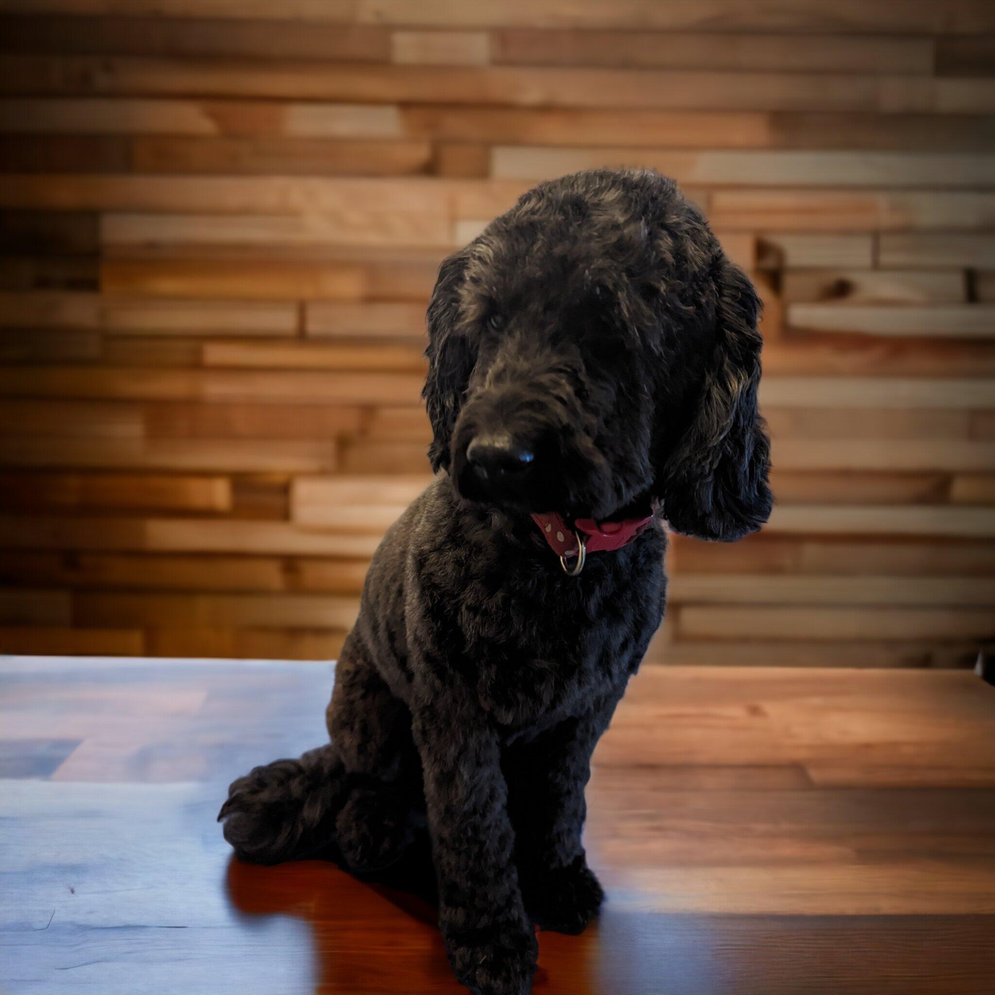 Sud Woofer Dog Grooming Wrexham Nextdoor