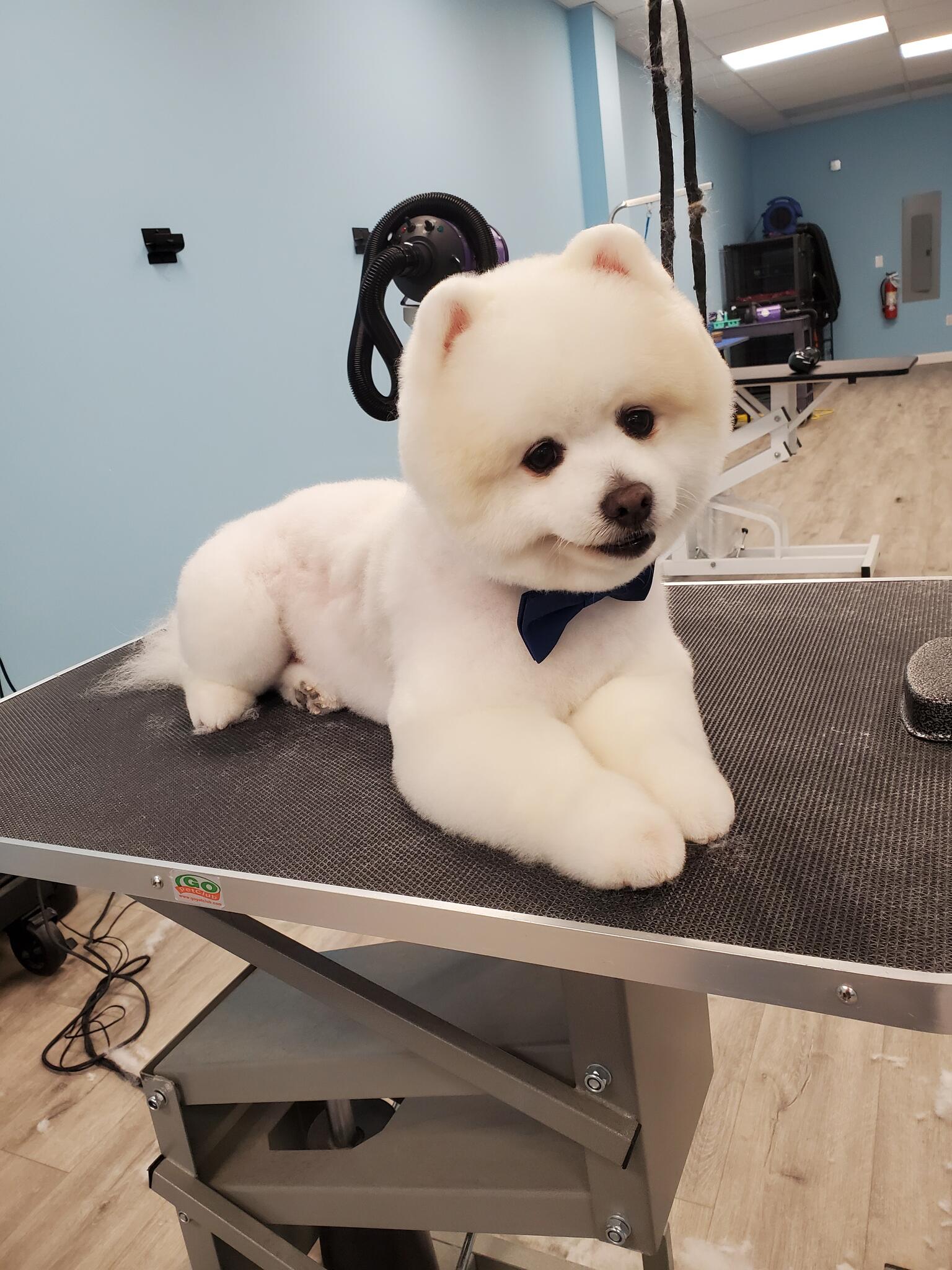 Scruffy to fluffy pet clearance spa