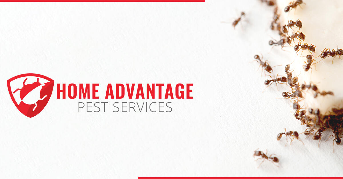 Home Advantage Pest Services