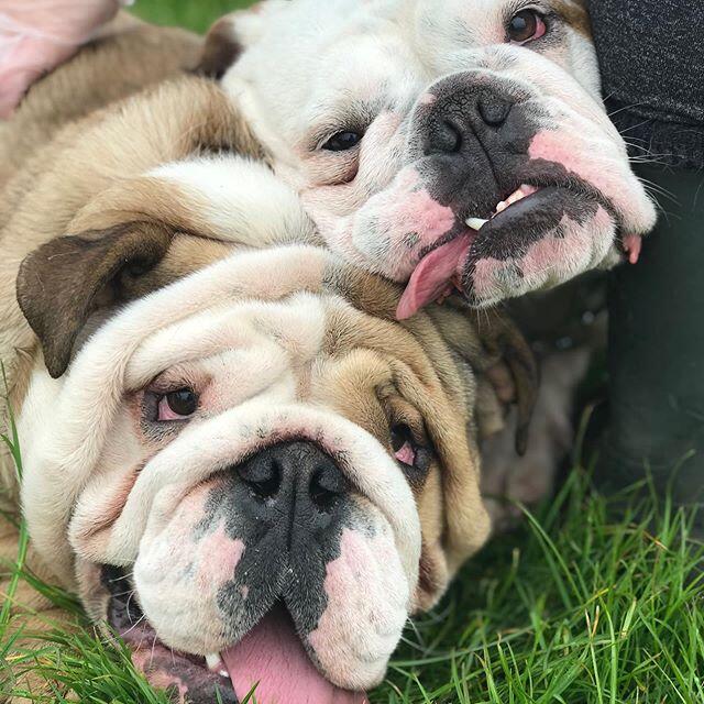 Lord Sefton Boarding Kennels Liverpool Nextdoor