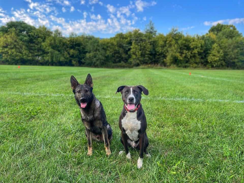 Off leash top k9 blacksburg