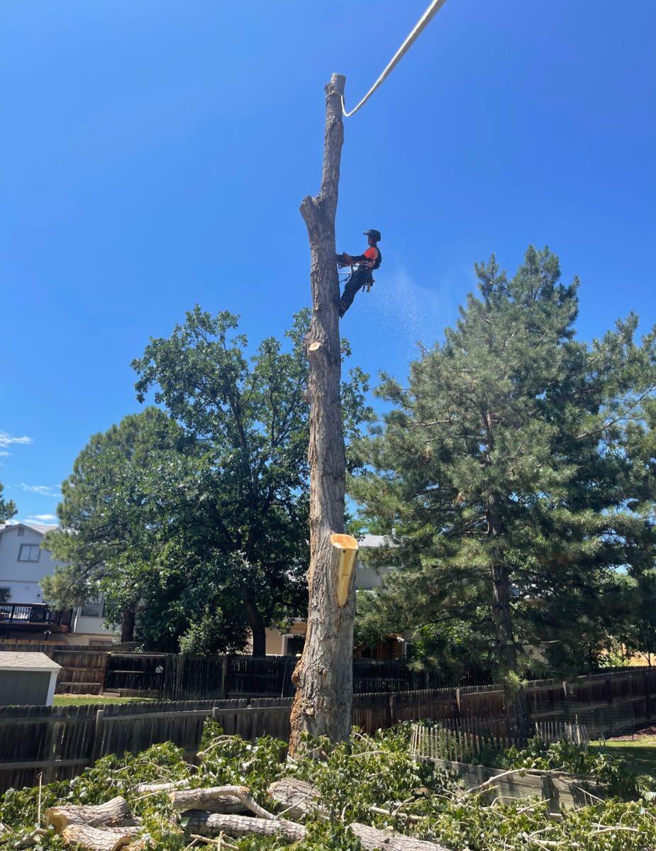 Darnell Tree Service Englewood, CO Nextdoor