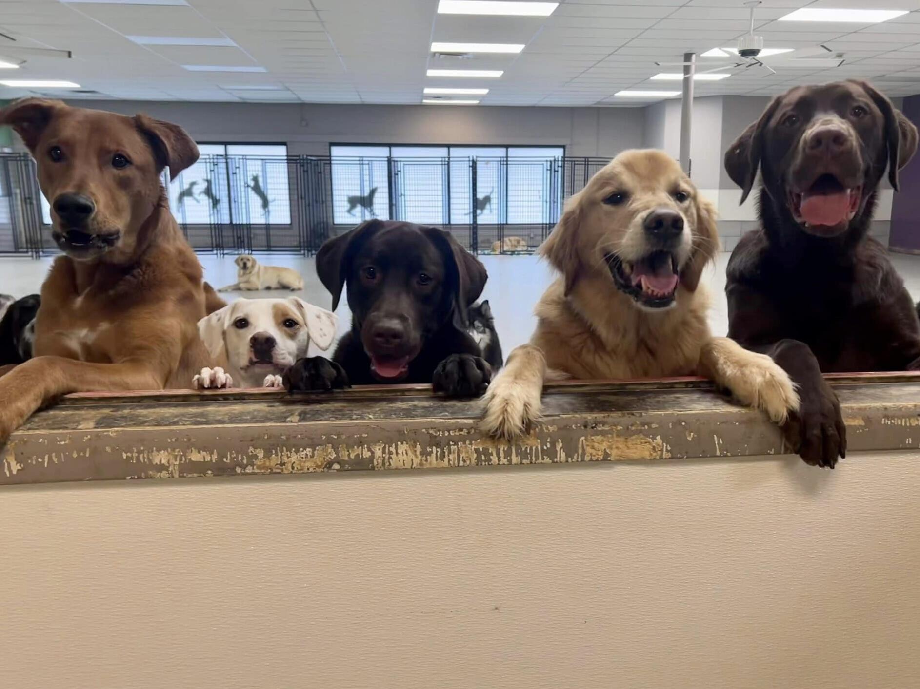 4 legged friends deals daycare and boarding