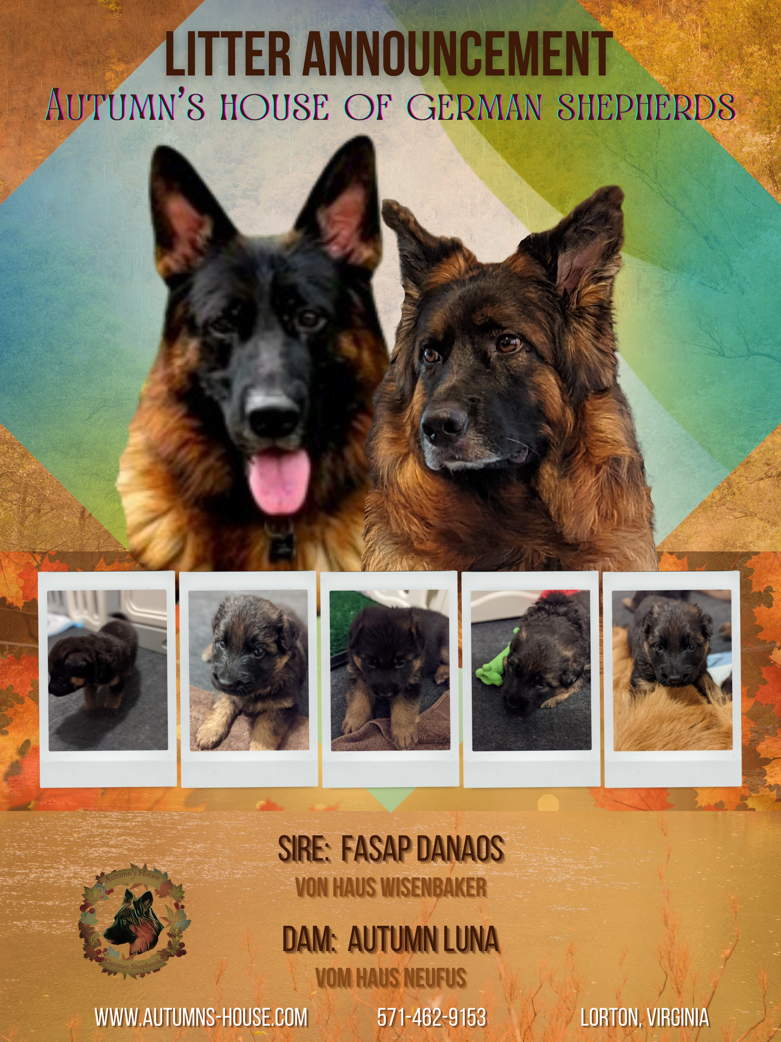 Haus neufus best sale german shepherds