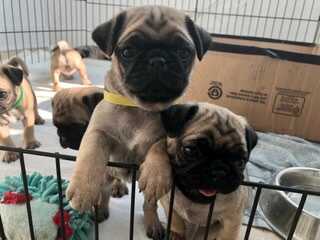 Home sweet shop home dog grooming