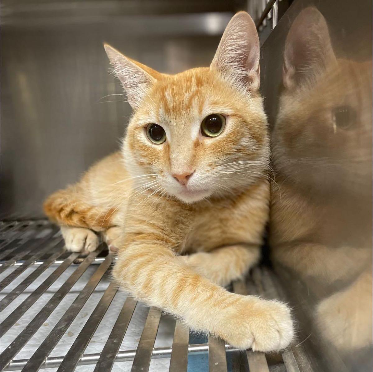 Feral Freedom Northern California Nextdoor