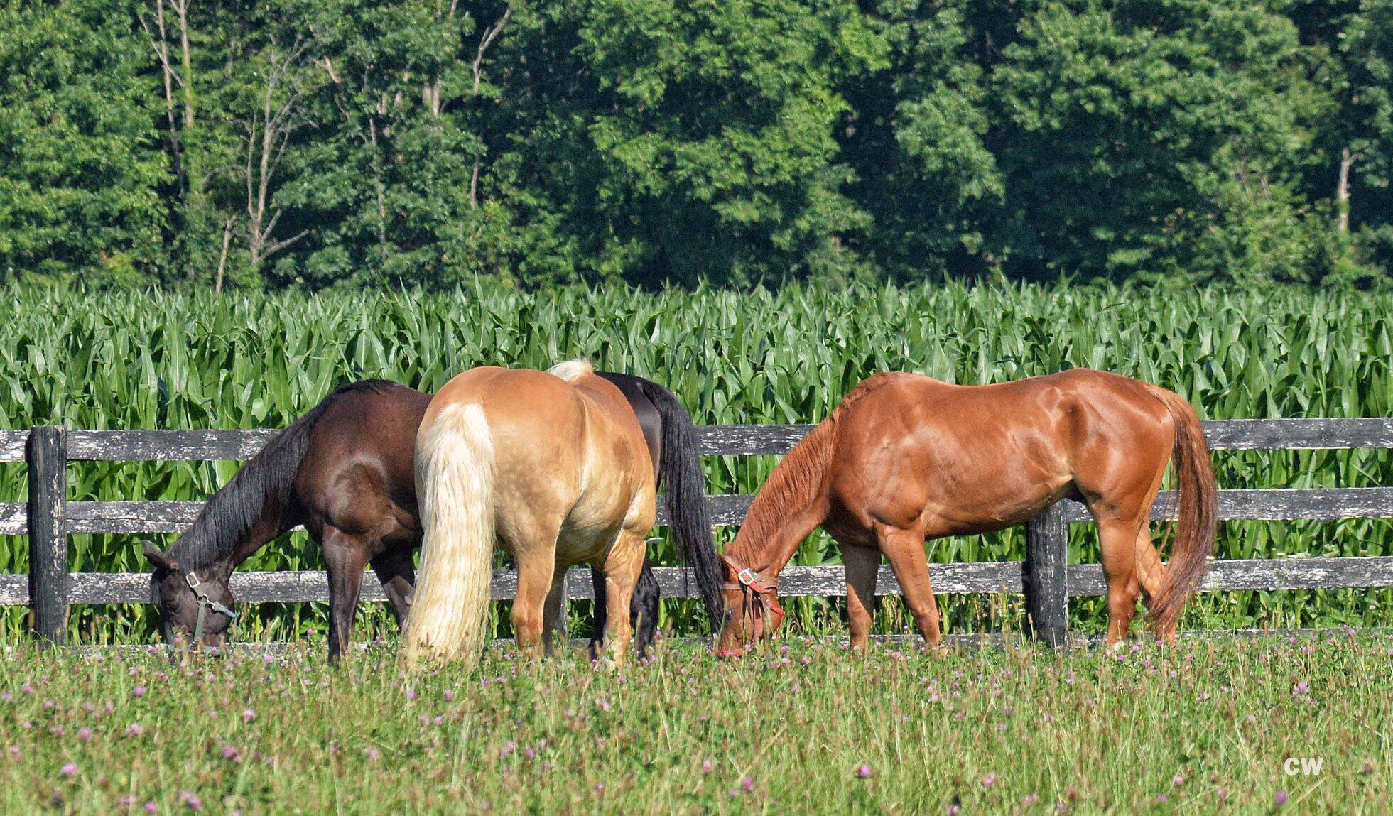 Brownfield Ranch Sunbury, OH Nextdoor