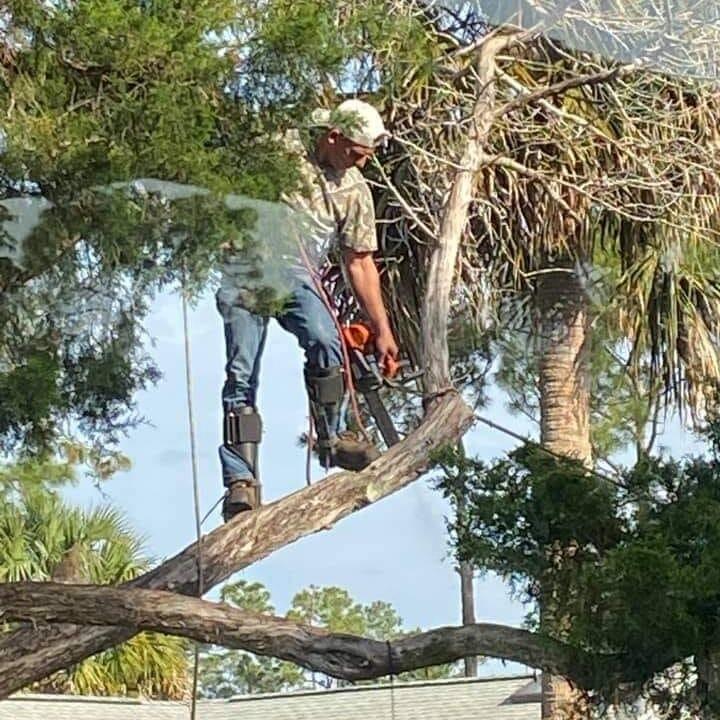 Dave's Tree Service Palm Coast, FL Nextdoor