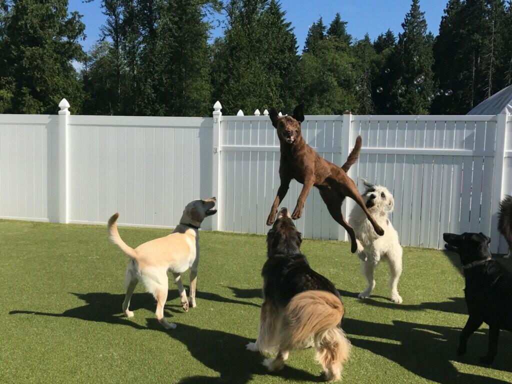 Doggy Haven Resort - Bothell, WA - Nextdoor