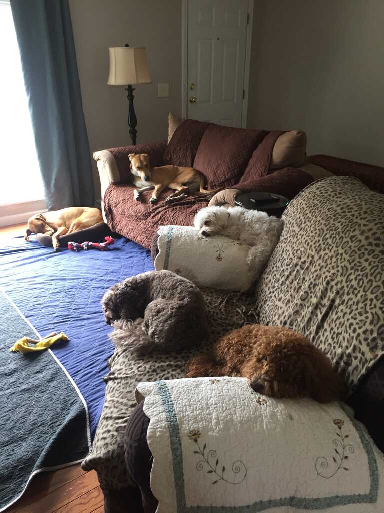 Home away from clearance home dog boarding