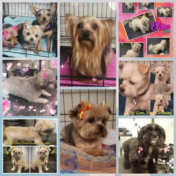 Dog Gone Diva Grooms & Boarding! Fort Worth, TX Nextdoor