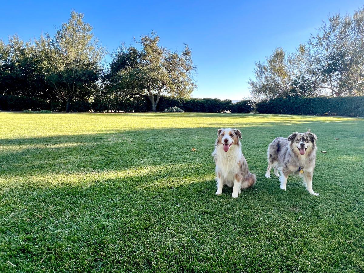 Davis Happy Paws Pet Sitting Simi Valley, CA Nextdoor