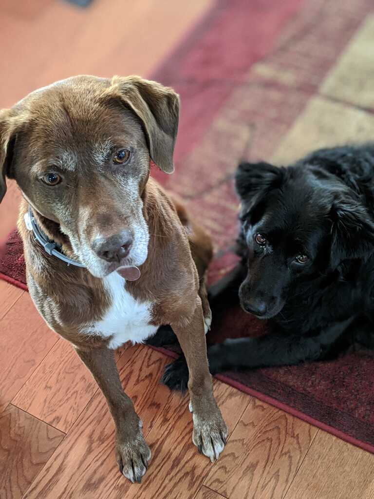 Woodside online dog wash