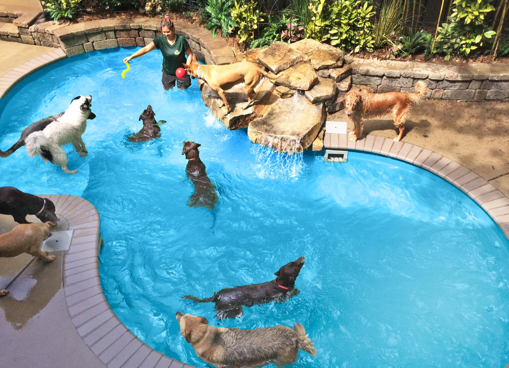 Safari Pet Resort Murfreesboro, TN Nextdoor