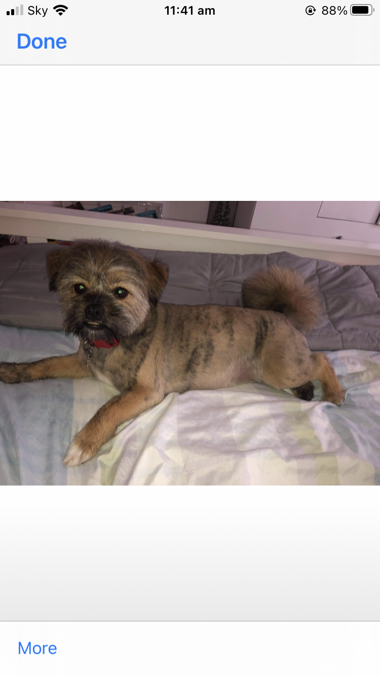 Happy Paws dog grooming Glasgow Nextdoor