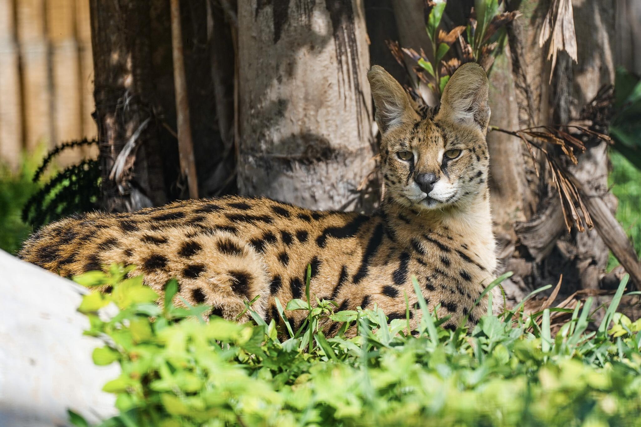 Big Cat Habitat Sarasota, FL Nextdoor