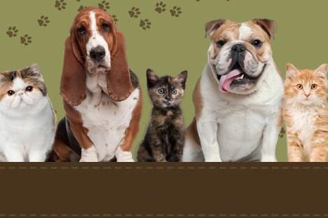 st francis animal hospital oakdale