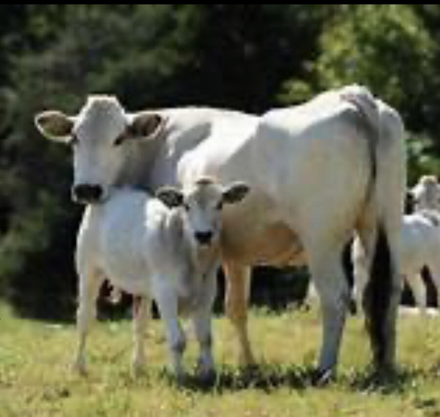 Sugar Creek Piedmontese Elsberry, MO Nextdoor