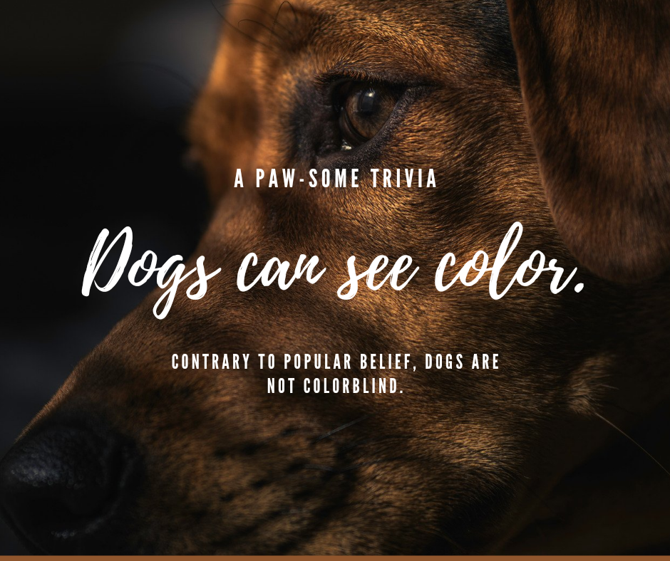 Pawsitively Purrfect Pet Sitting & Boarding, LLC Mechanicsville, VA