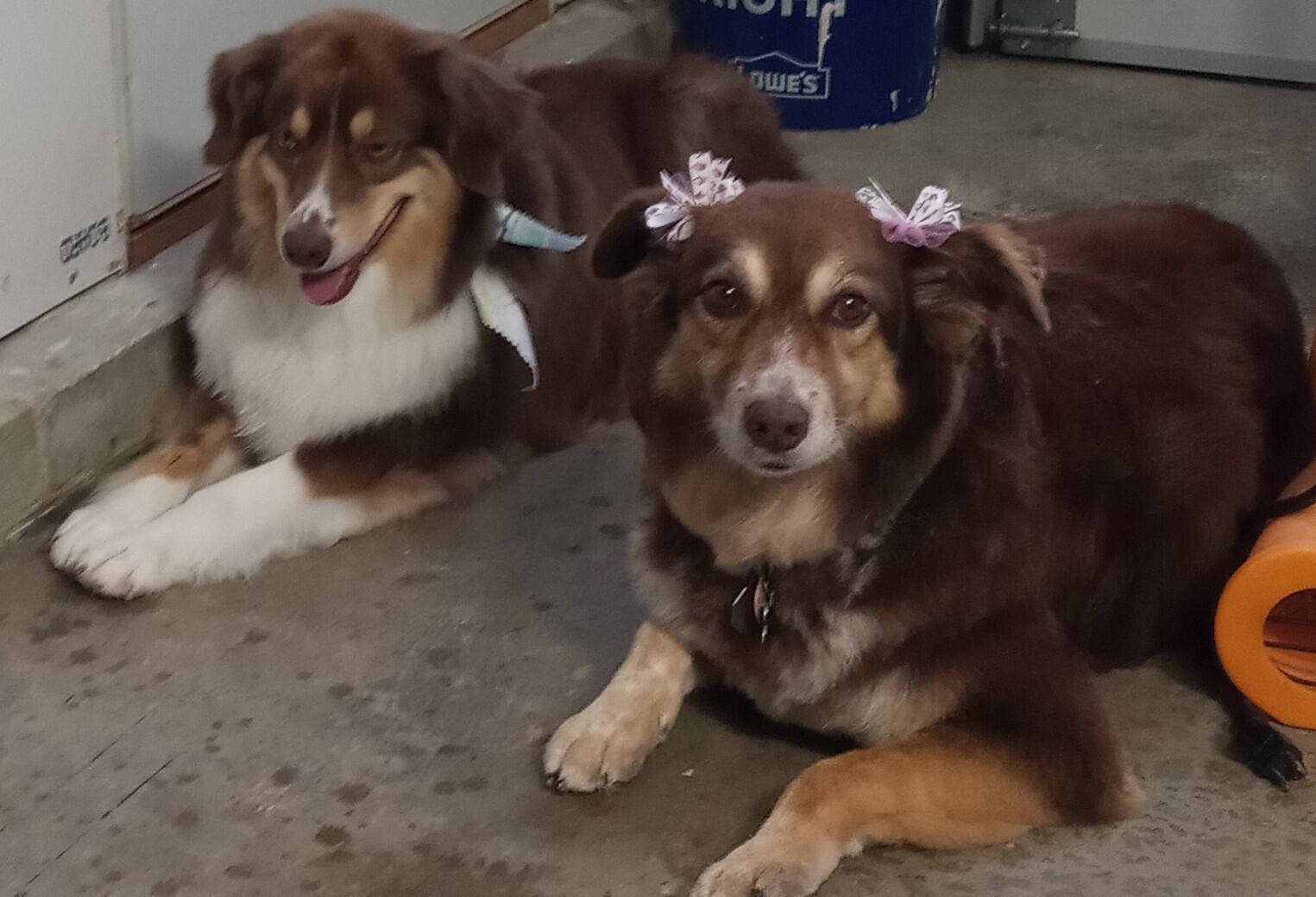 Colleen's Garage Grooming Fishers, IN Nextdoor