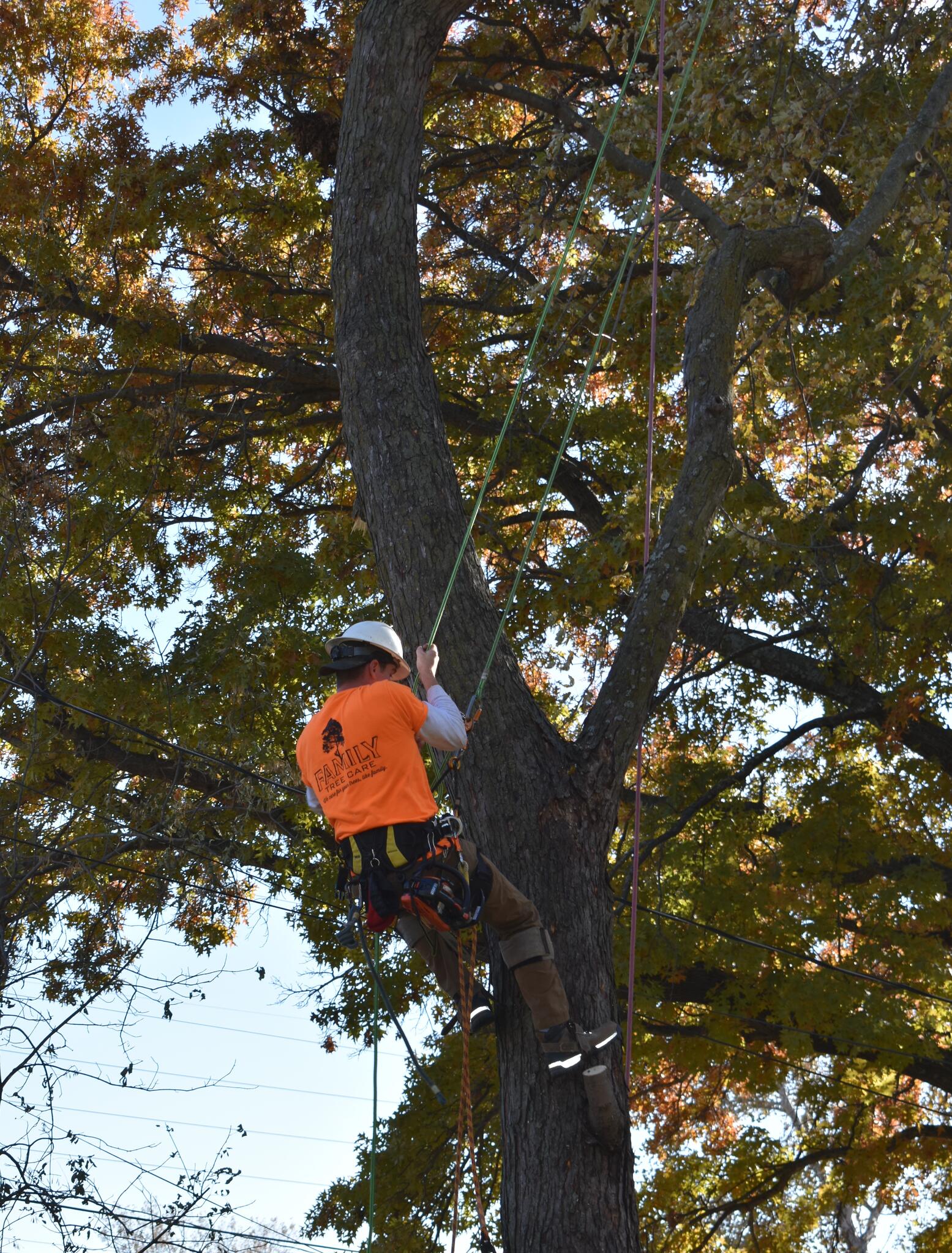 Family Tree Care Topeka, KS Nextdoor