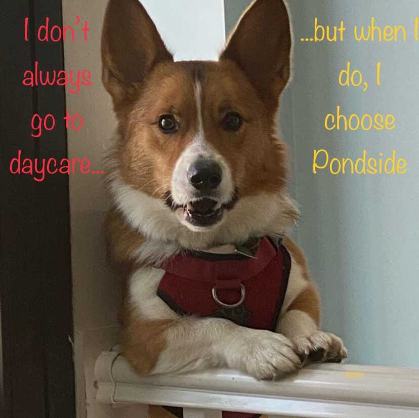 Pondside Pet Care Boston MA Nextdoor