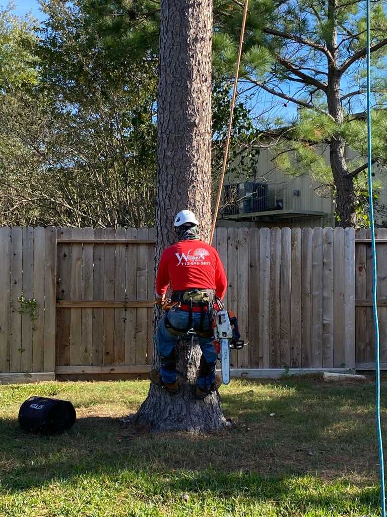 Wilber’s Tree Service - Houston, TX - Nextdoor