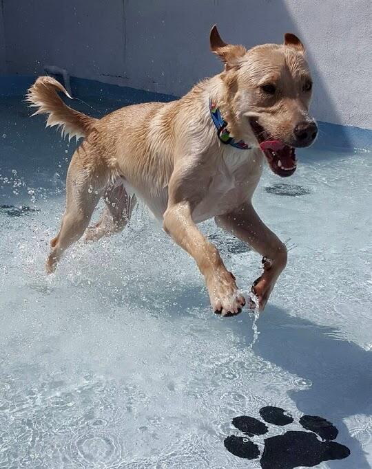 Pine Island Animal Clinic w Boarding Grooming Saint James City FL Nextdoor