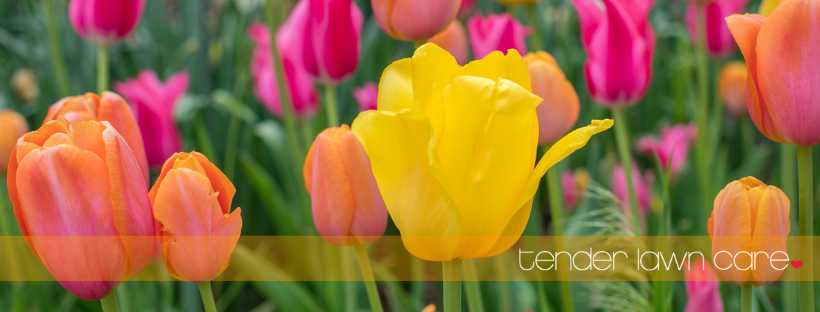 Tender Lawn Care Inc - Grand Rapids, MI - Nextdoor