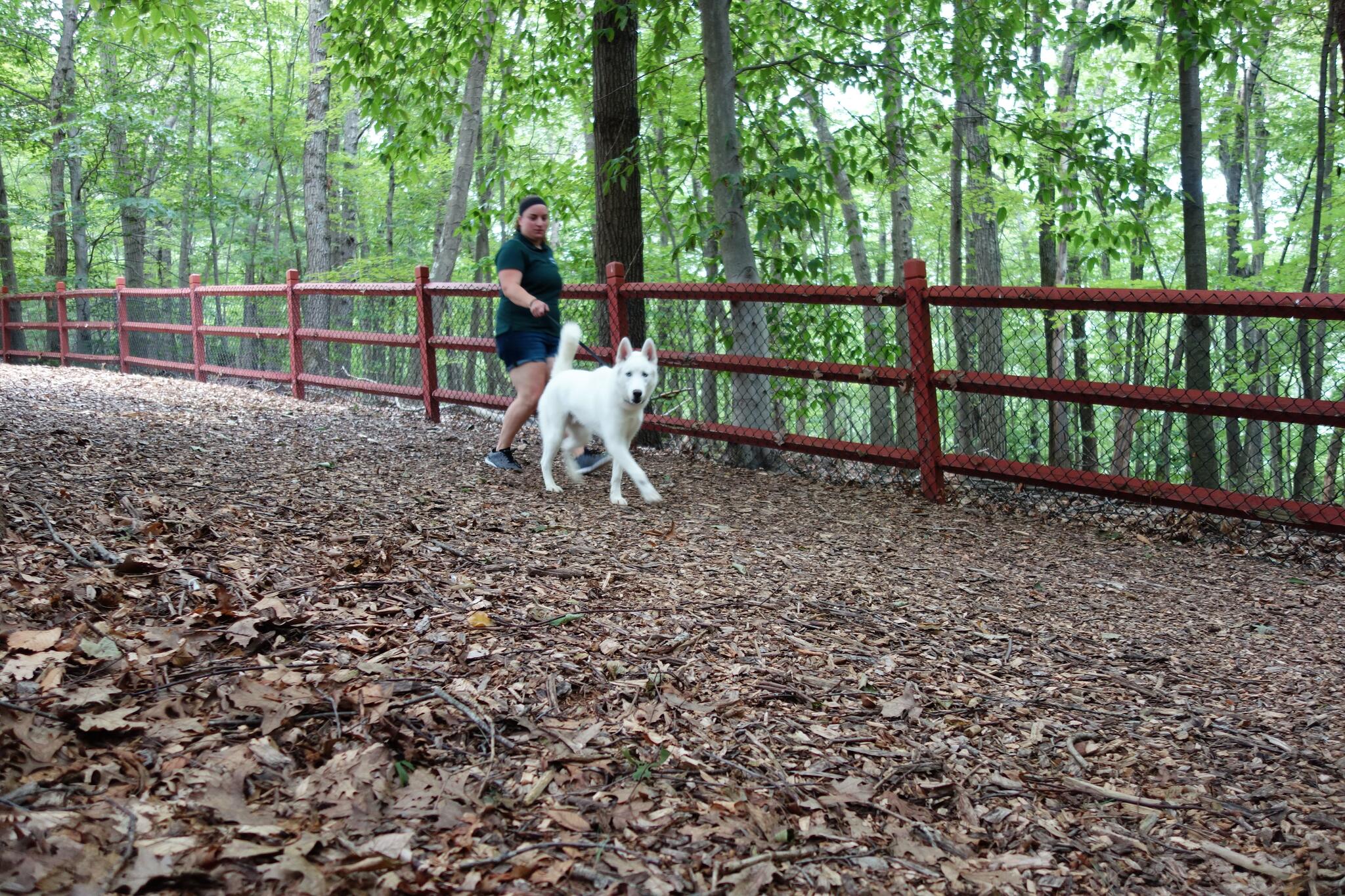 Candlewick Kennels Glastonbury, CT Nextdoor