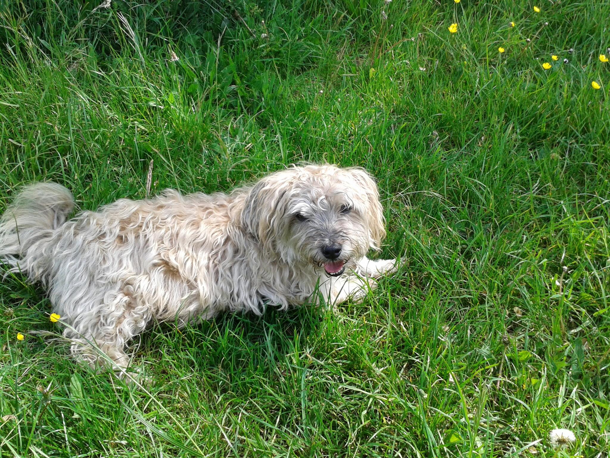 Dog, Bed & Biscuits WestonSuperMare Nextdoor