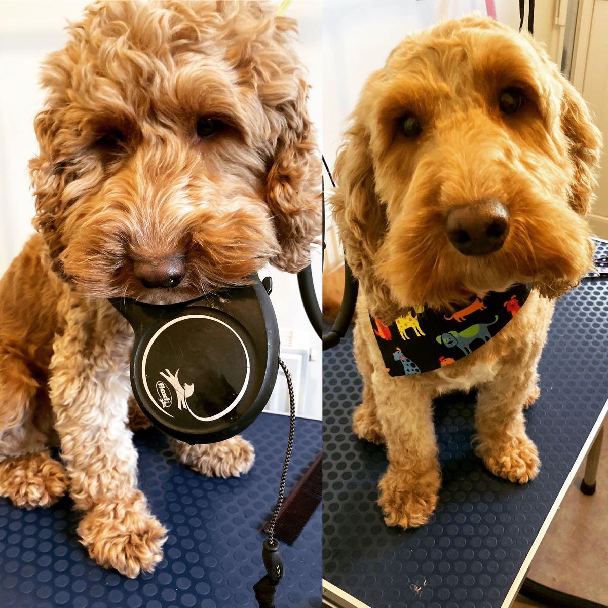 Hidden Acre Dog Grooming Tetbury, GBENG Nextdoor