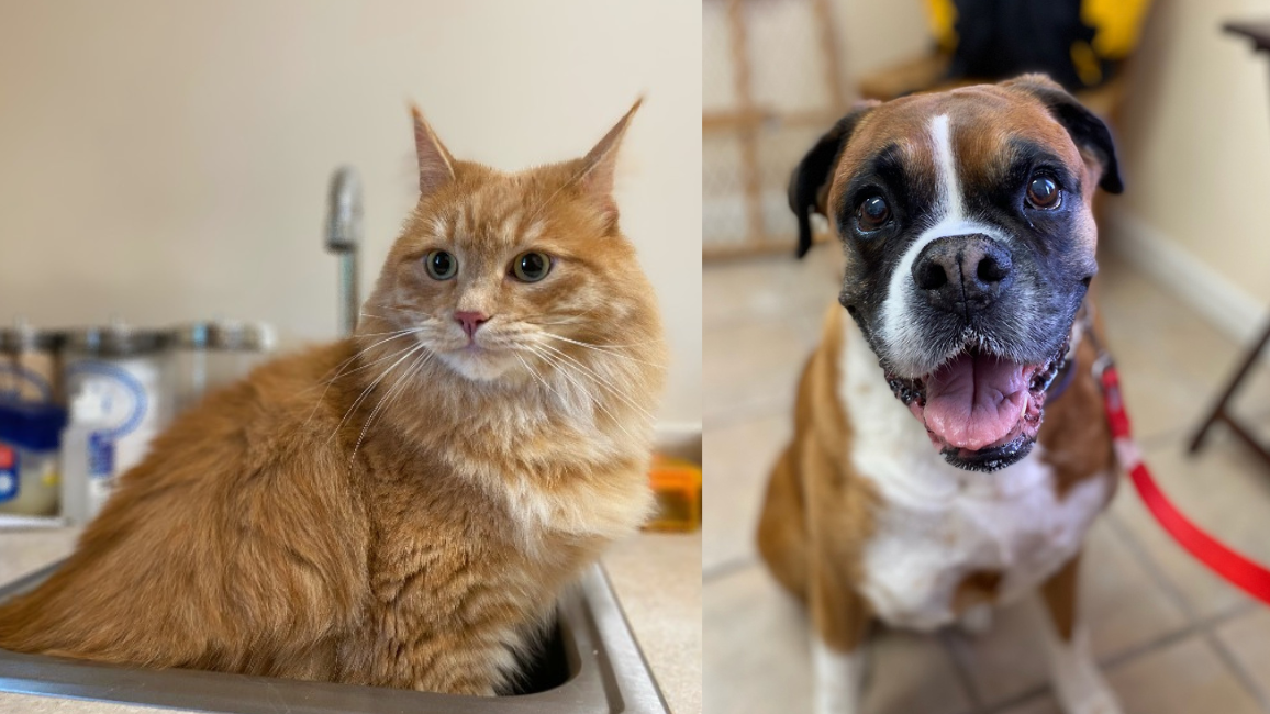 Tender Touch Veterinary Hospital Wexford, PA Nextdoor