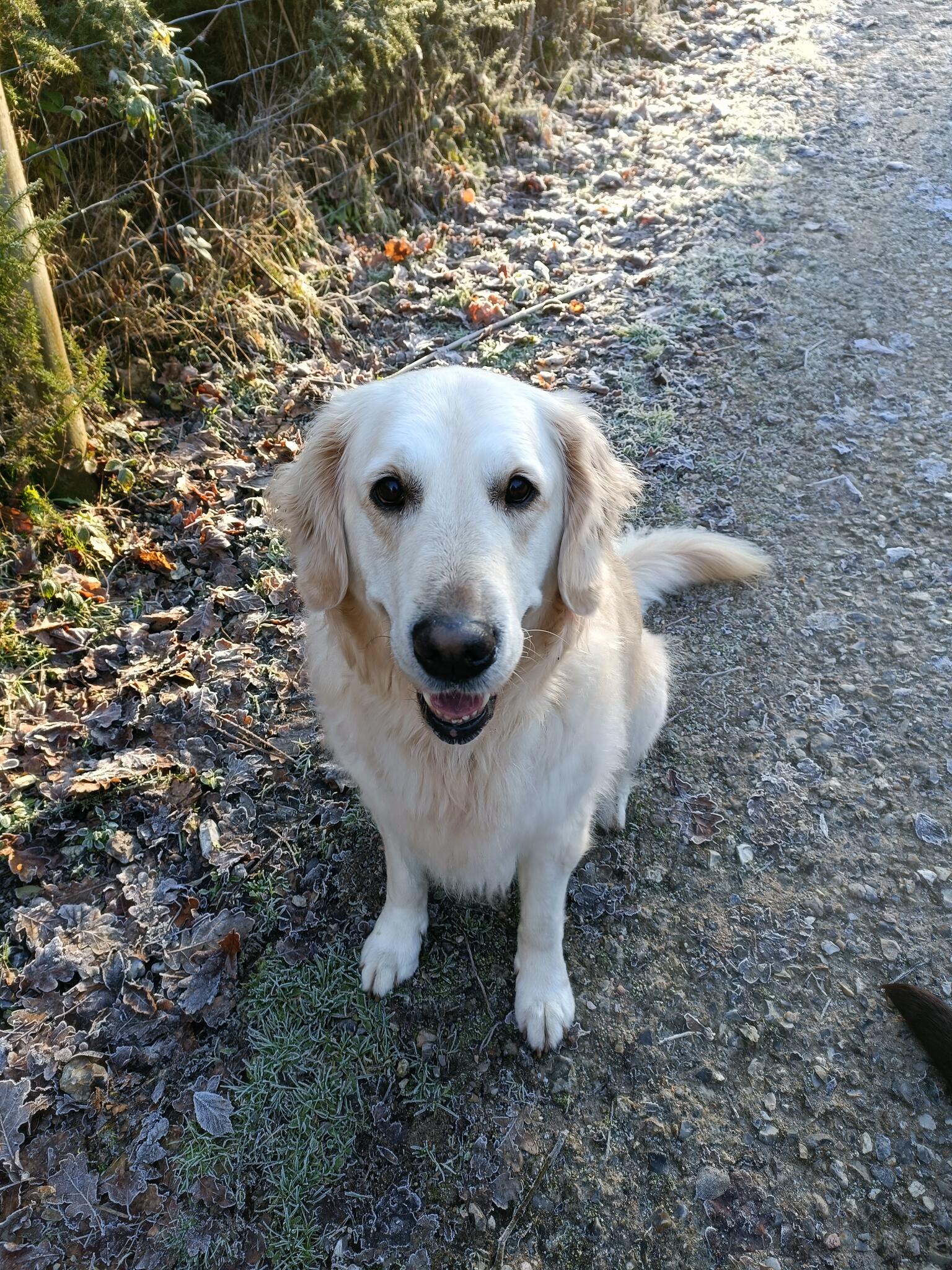 Take A Hike Dog Walks With Jess Newton Abbot, GBENG Nextdoor