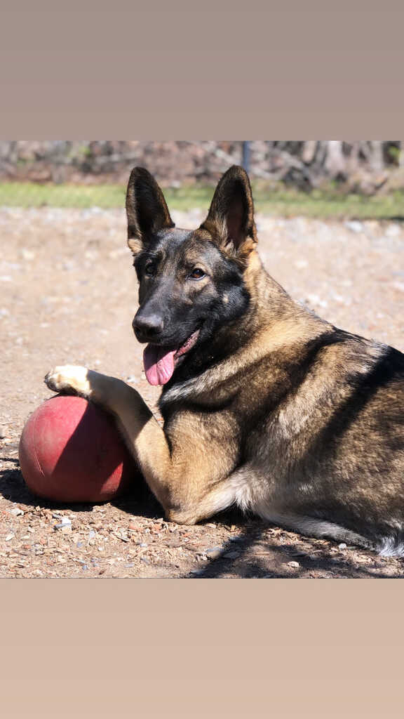 Champion kennels online