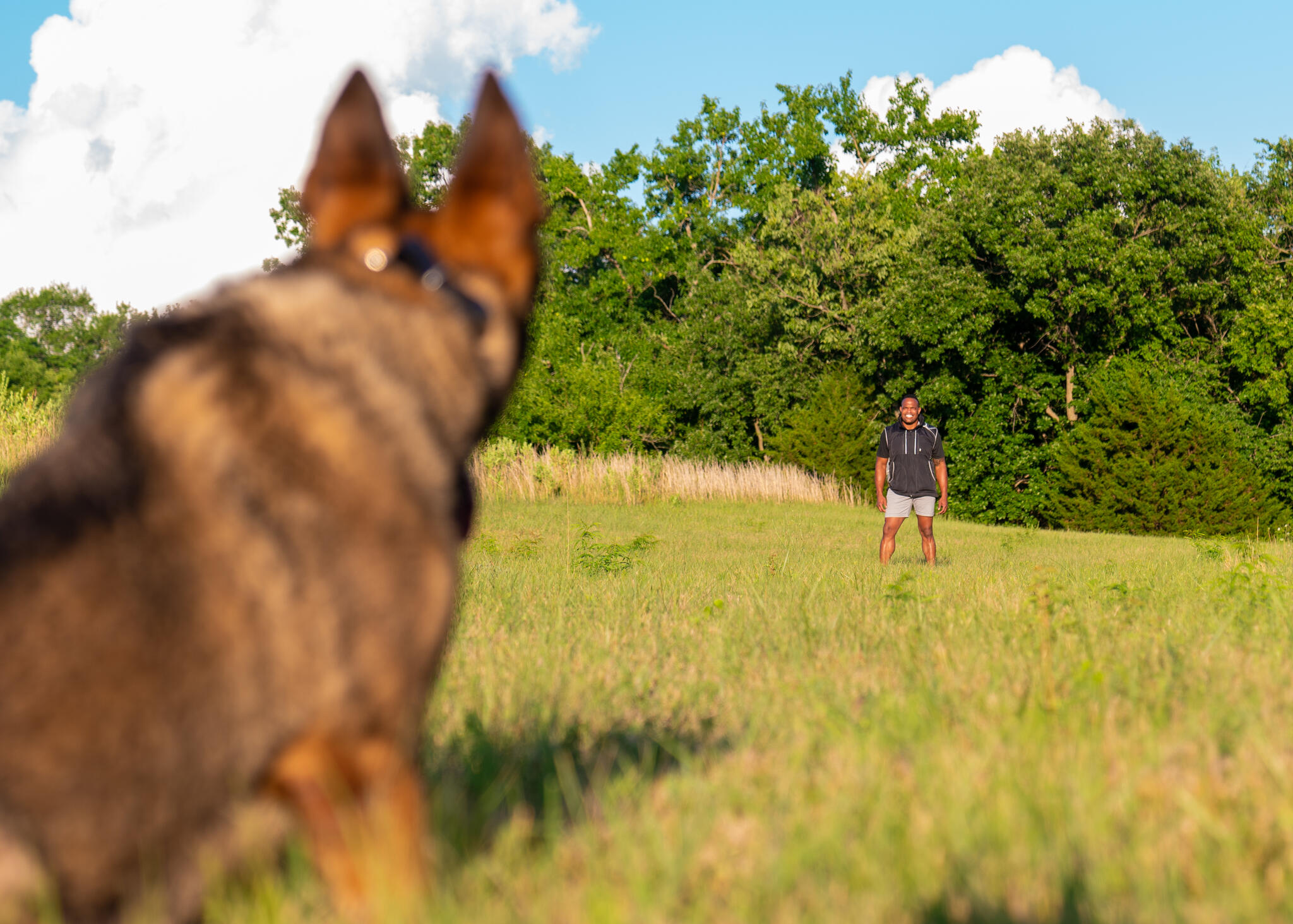 Precision best sale dog training