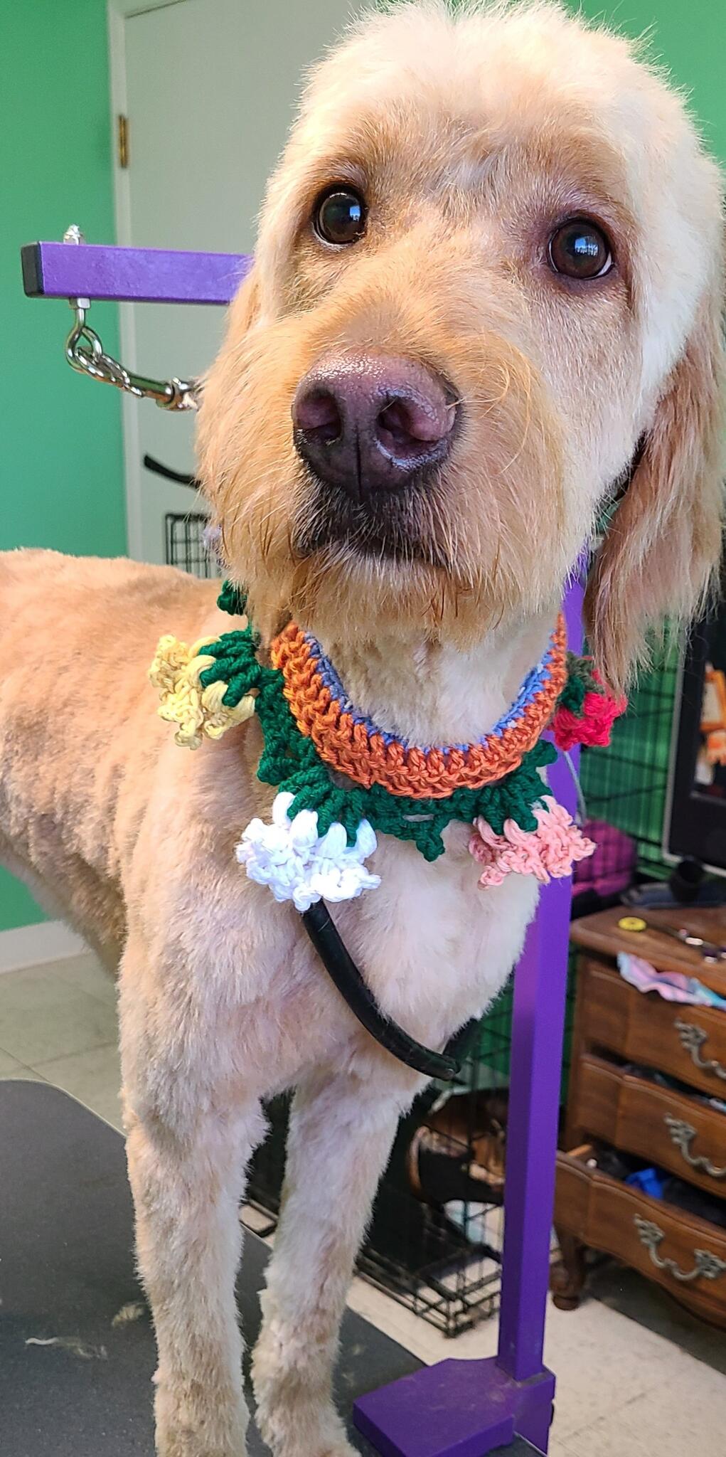 Baxters dog grooming Nextdoor