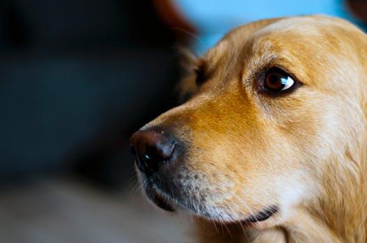 Collar and comb grooming ltd Epsom Nextdoor